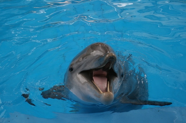 SeaWorld Dolphin, San Antonio