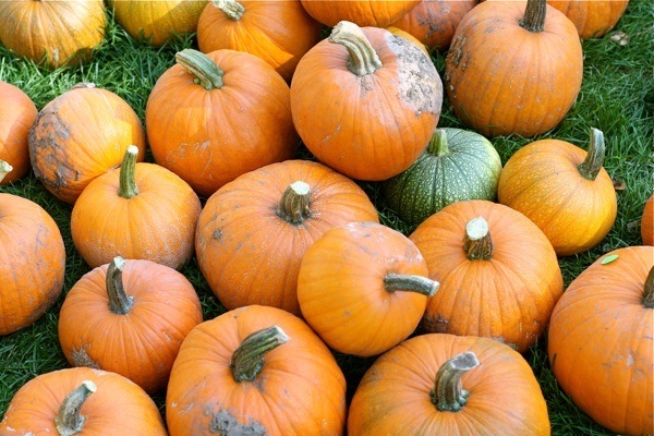 pumpkins