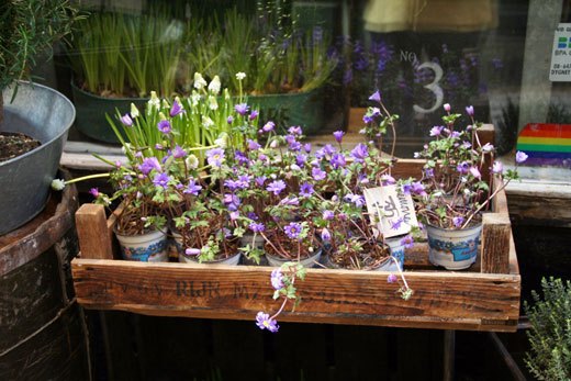 flower shop in Sweden, european flower shop photos