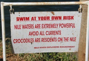 Crocodiles on the River Nile in Uganda I @SatuVW