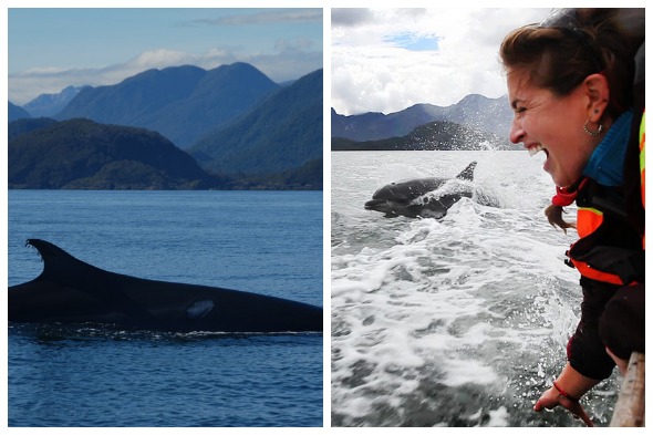 Search for Blue Whales with Celine Cousteau