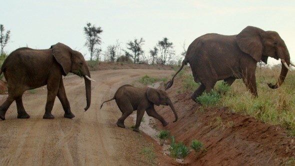 Elephants on a safari in Uganda I @SatuVW I Destination Unknown