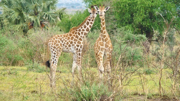 Giraffes on a safari in Uganda I @SatuVW I Destination Unknown