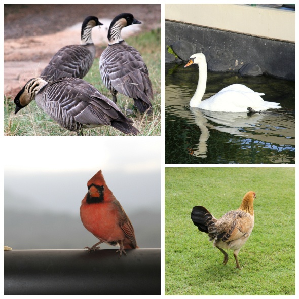 Birds of Kauai