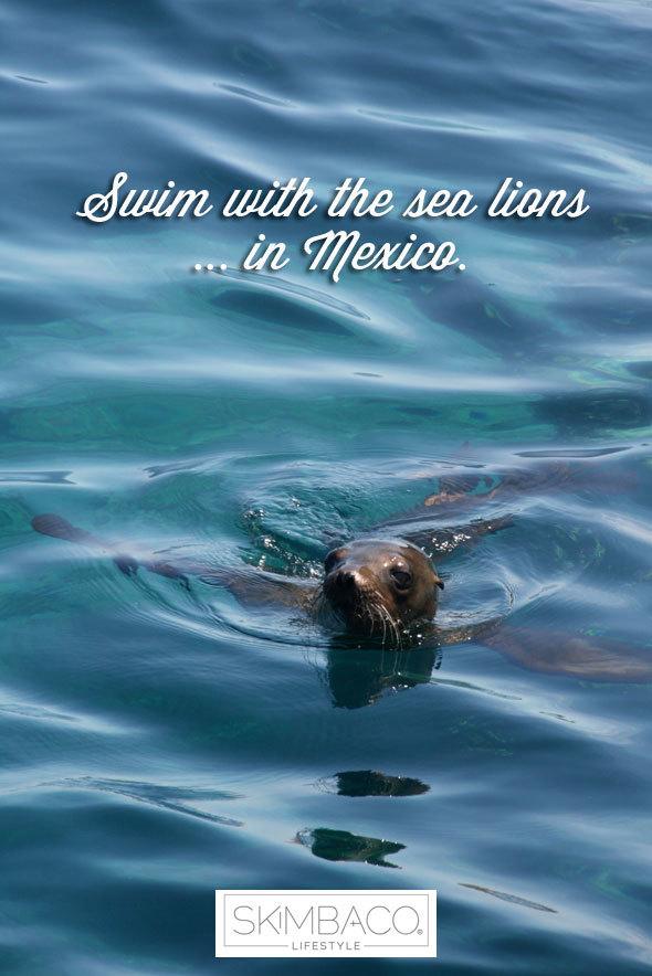 Bucket list: swim with sea lions