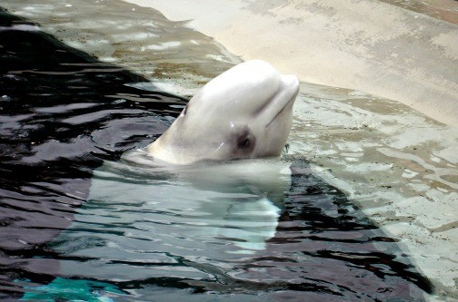 Vancouver Aquarium