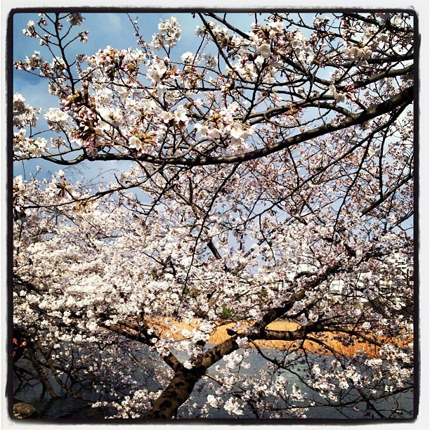 Cherry blossoms in Tokyo. Photo by @chamorro_chica
