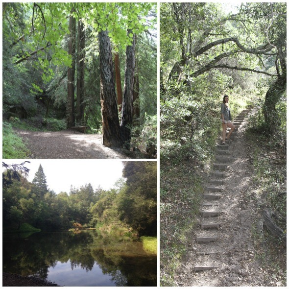 Hiking in the woods at Bartholomew Park Winery 