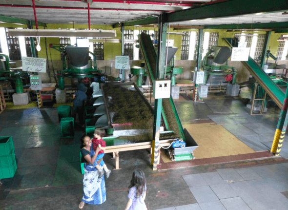 Glenloch Tea Factory in Sri Lanka 