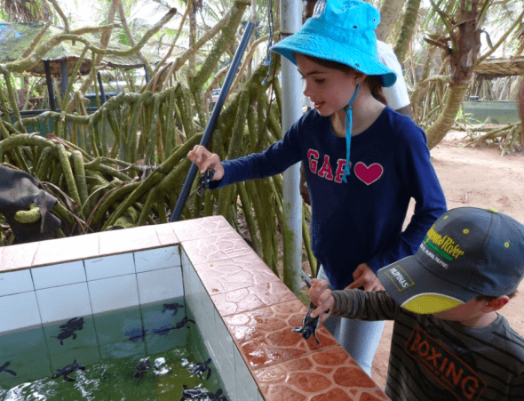 Baby sea turtles in turtle sanctuary 