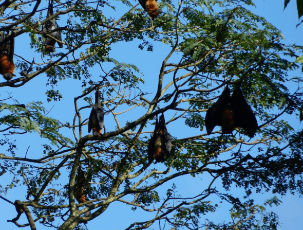 Bats in Kandy Botanical Gardens in Sri Lanka