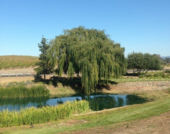 The Grounds at Domaine Carneros Winery 