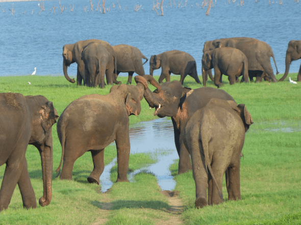 Elephants in Kaudulla National Park, Sri Lanka