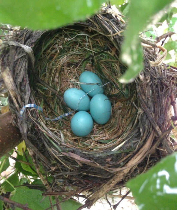 Birds' nest