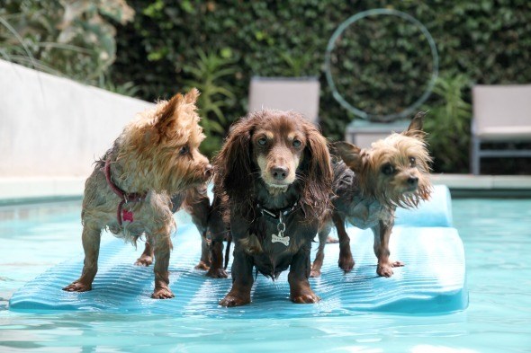 Rafting Doggies 