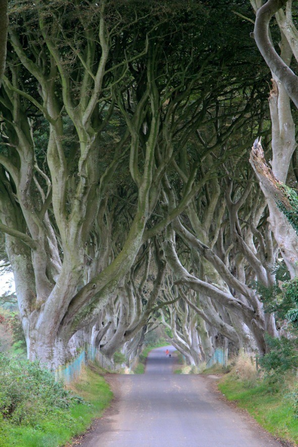 The Dark Hedges in Northern Ireland I @SatuVW I Destination Unknown