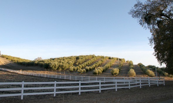 Pasolivo Olive Grove