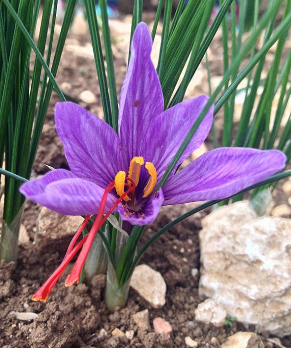 saffron-crocus-flower
