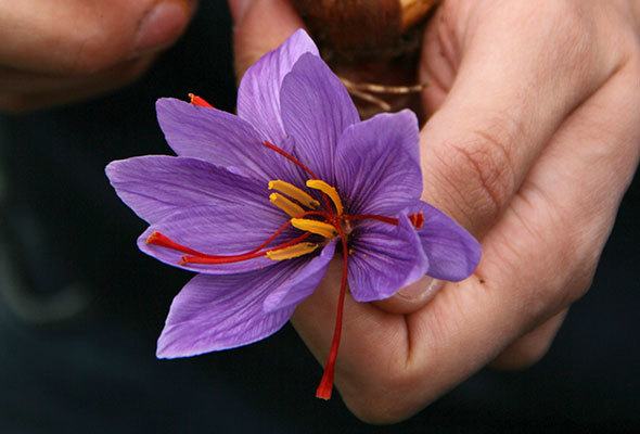 Saffron picking in Italy