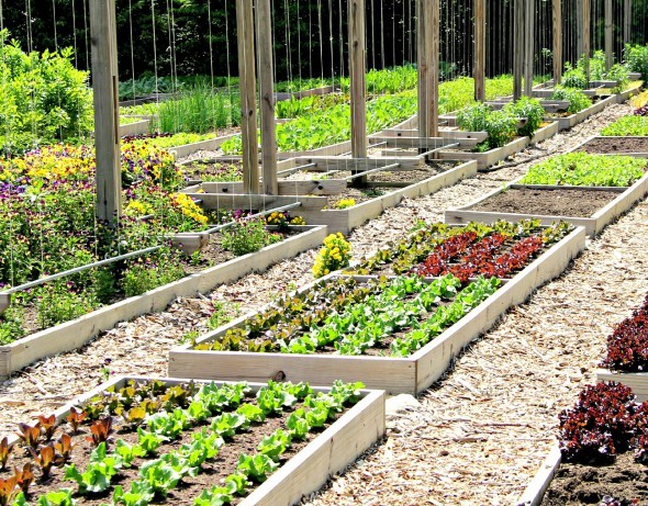 Old Edwards goes farm fresh with garden at hotel 