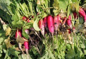 Old Edwards Inn and Spa grows many types of radishes in its garden