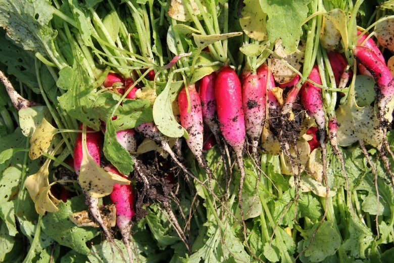 Old Edwards Inn and Spa grows many types of radishes in its garden