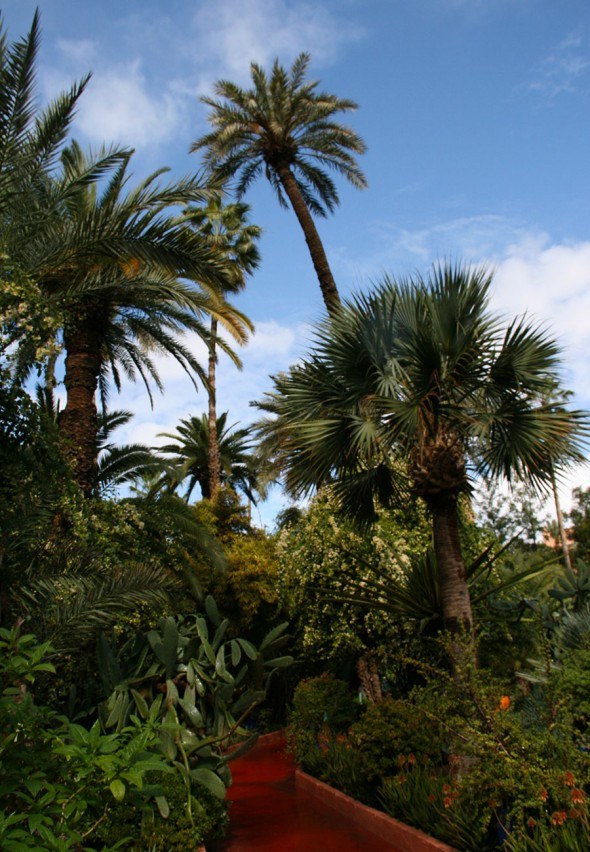 Palm trees in the Garden Majorelle in Marrakech | photo by Katja Presnal @skimbaco