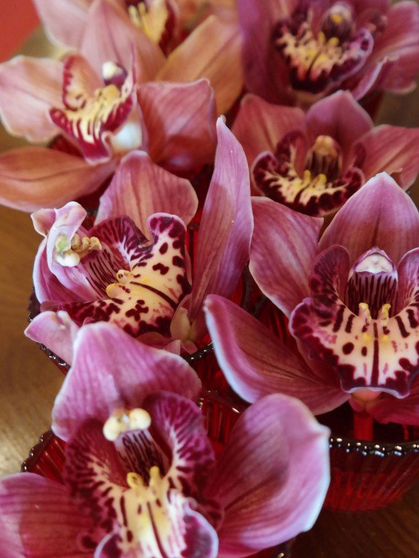 orchids