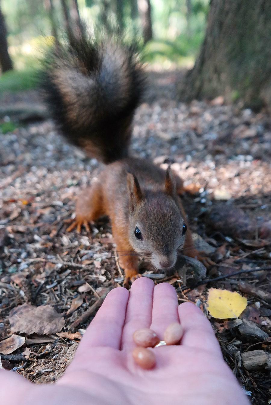 Yes, it's true, even I was able to feed the squirrels!