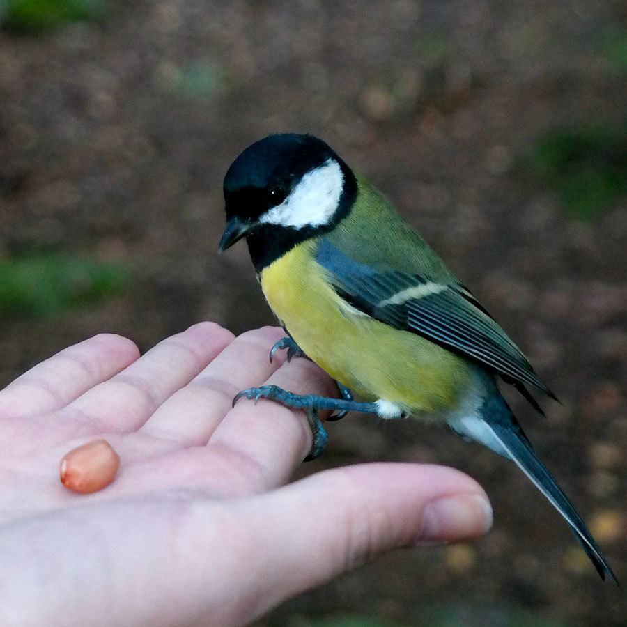 Finland in photos: feeding birds in the forest. Photo by Katja Presnal @skimbaco