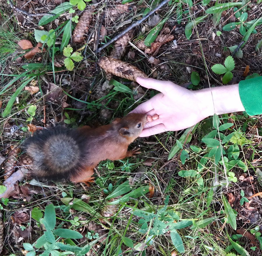 feeding squirrels in forest
