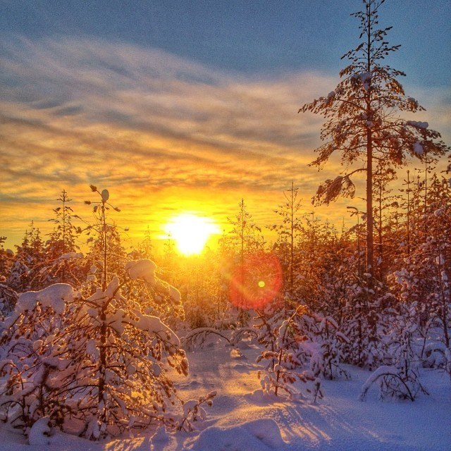 lapland finland winter forest