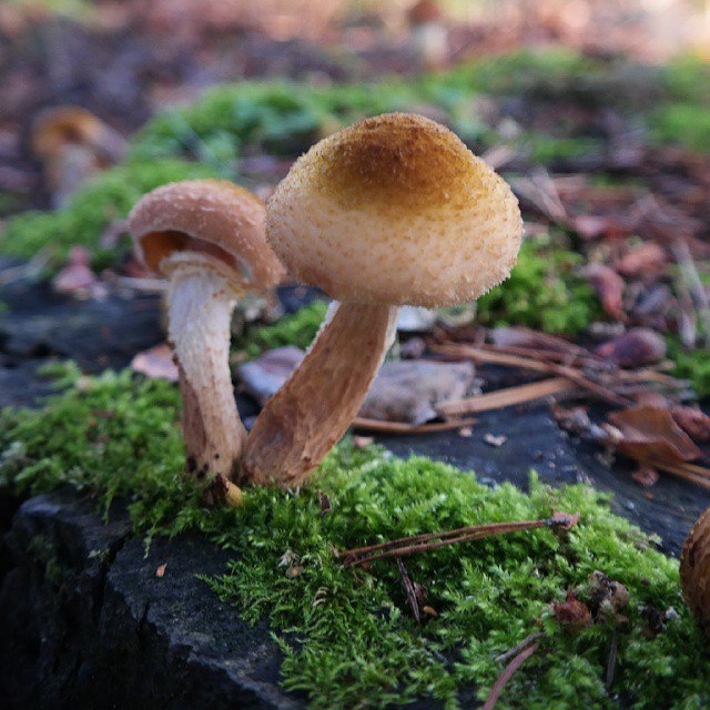 mushrooms in Finland