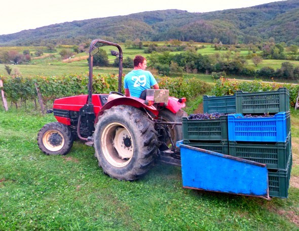 Collecting grapes at a vineyard