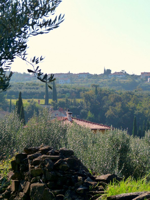 Hills of Portoroz