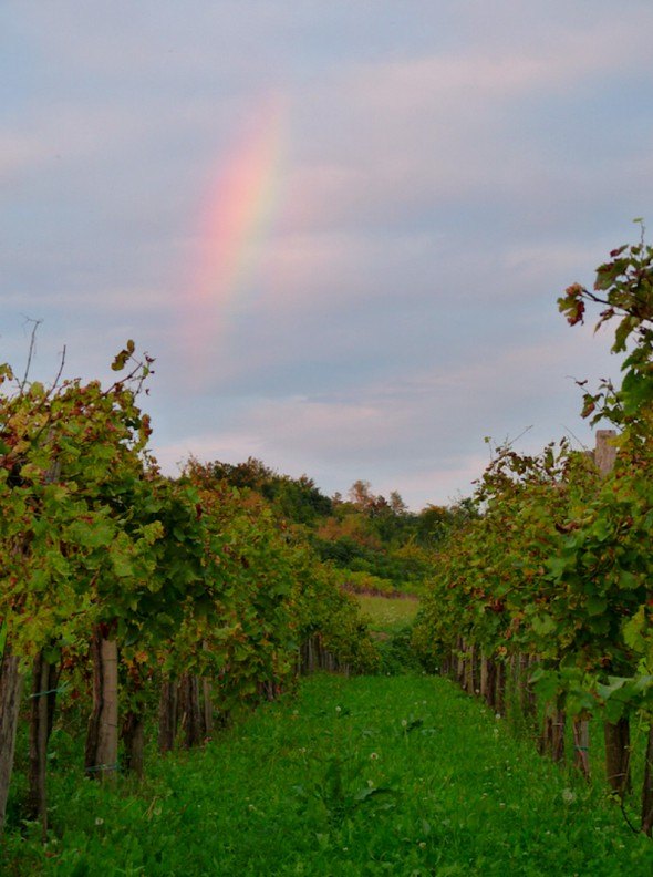 Vineyard at Sunset in Vipava