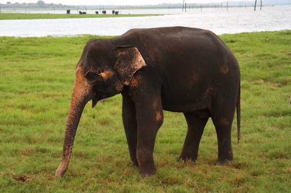 Up close with the elephants in wild at the Kadulla national park in Sri Lanka.