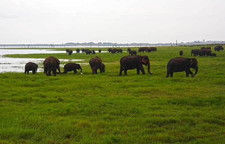 sri-lanka-elephant-gathering