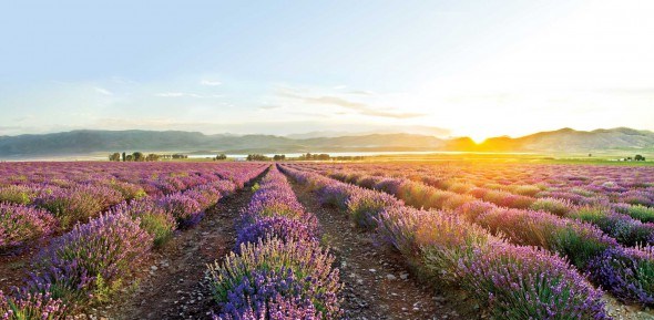 Lavender fields in France. Lavender is one of most popular and versatile essential oil. 