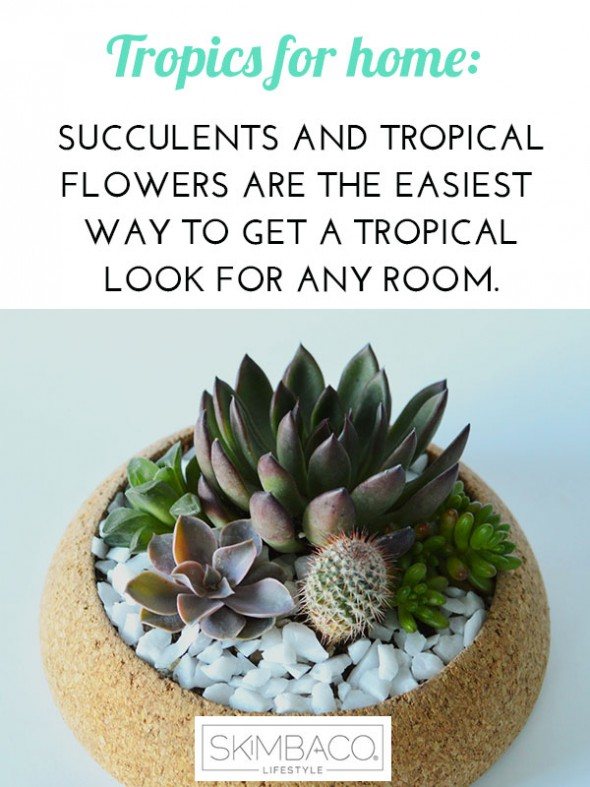 Get the tropical look at home: add succulents. Shop at SkimbacoShop.com for the cork succulent pot.