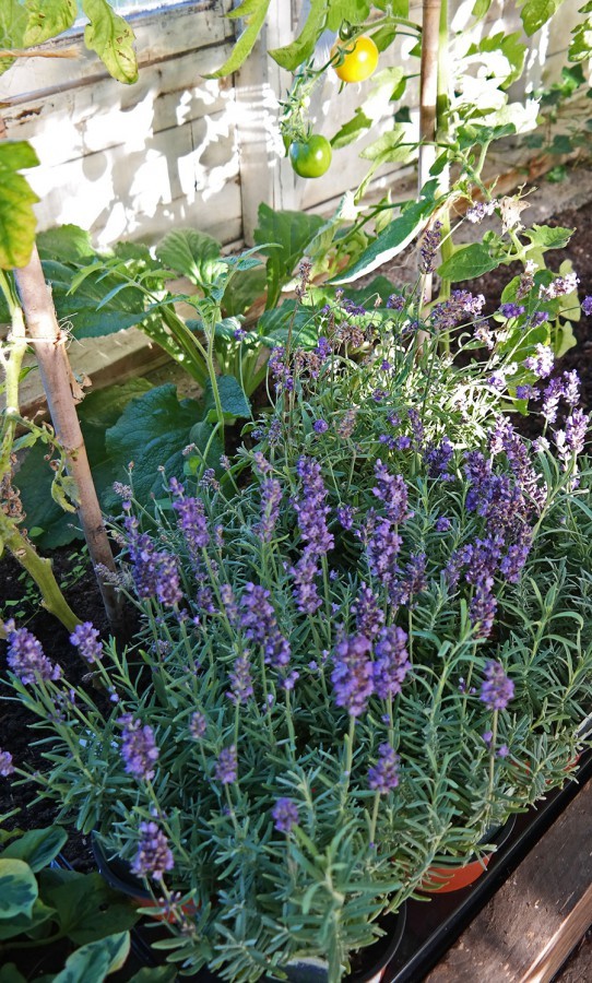lavender-in-greenhouse