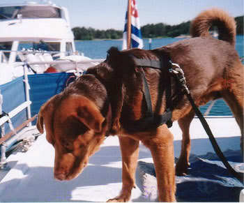 Dog on a boat in Finland