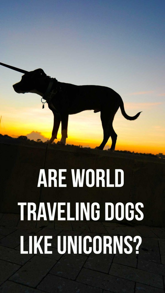 travel dog meaning