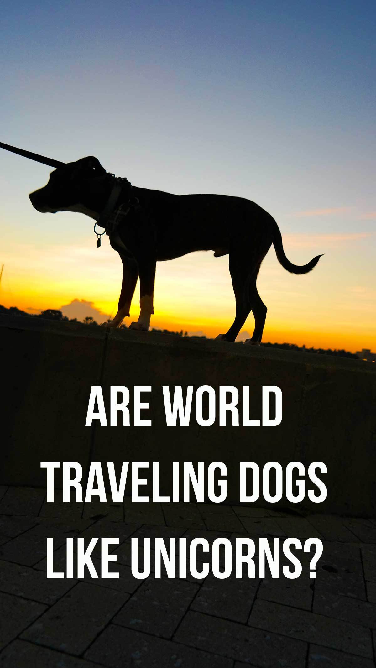 Dogs and Travel Lifestyle: Is it possible to make it work?