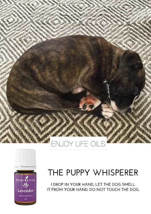 Lavender Essential Oil works calming dogs.