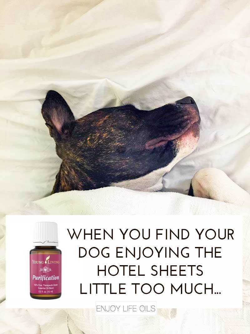 Purification essential oils helps eliminating dog smells! Great to bring for travels with a cheap water spray bottle. Just add 5-8 drops in the spray bottle of water and spray in your hotel room. Via @skimbaco @enjoylifeoils