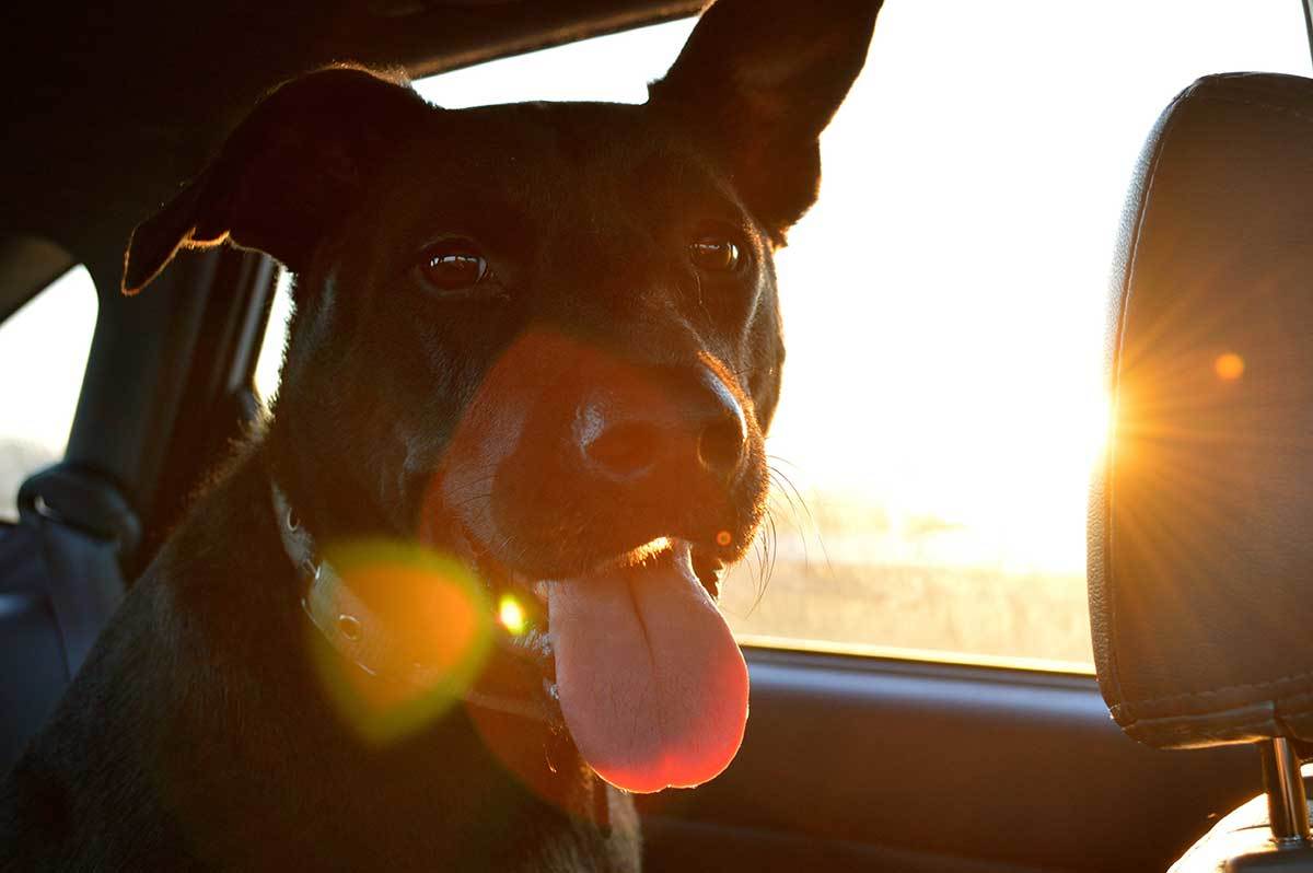 happy-dog-in-a-car