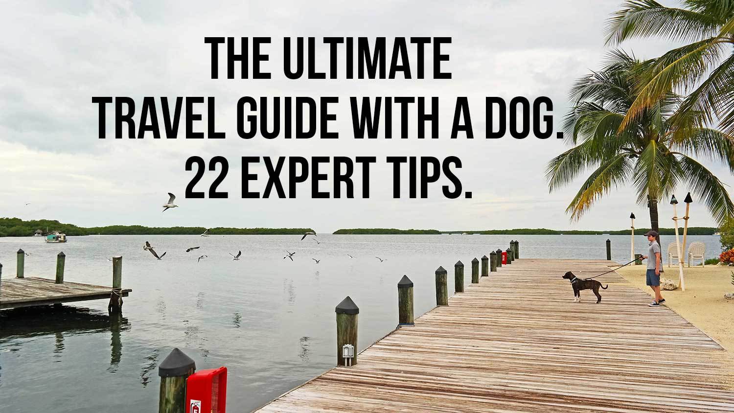 The ultimate travel guide with a dog: 22 expert tips!