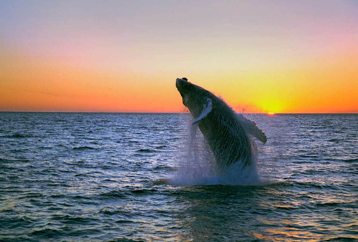 humpback-midnight-jump-iceland