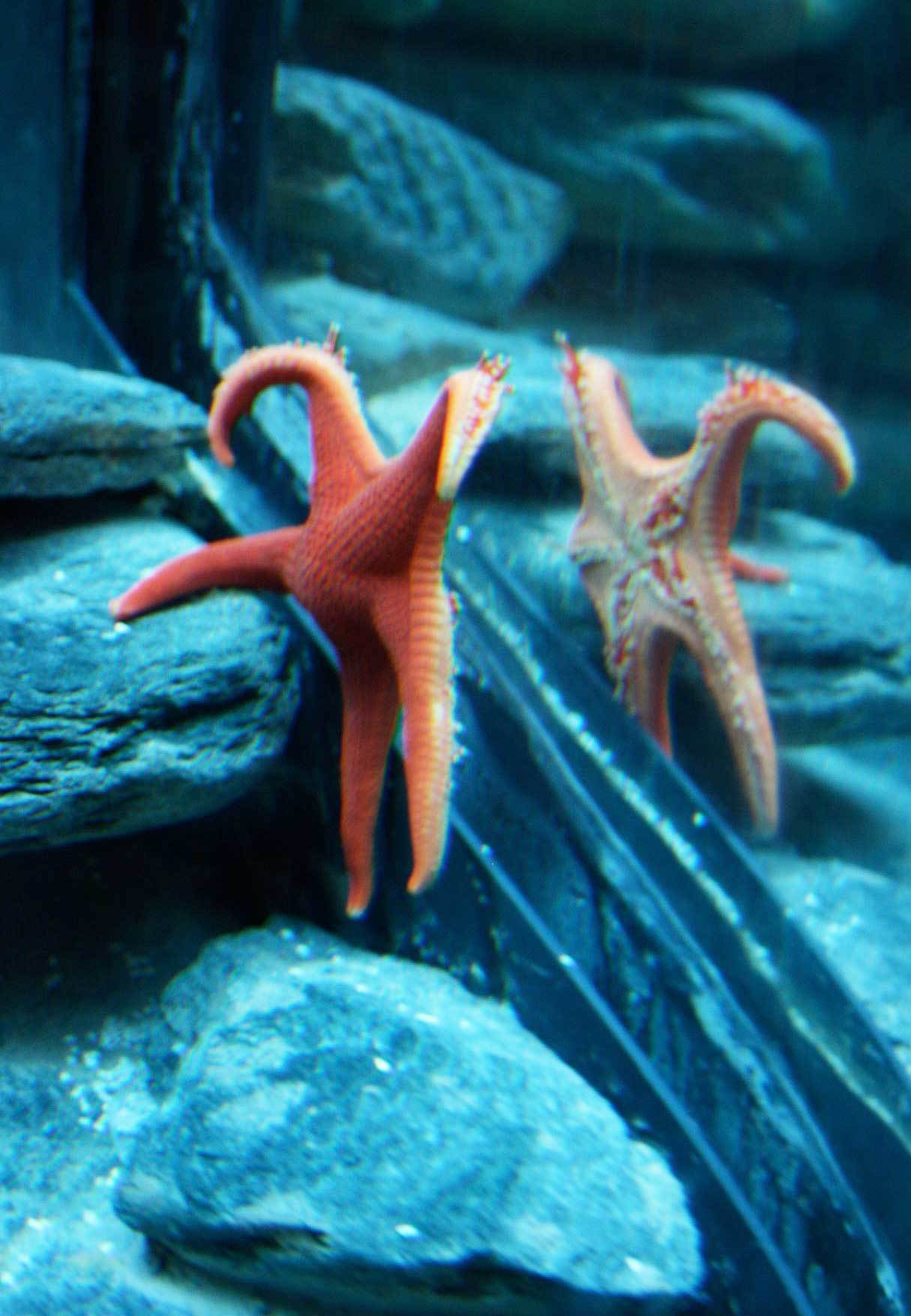seaworld-starfish
